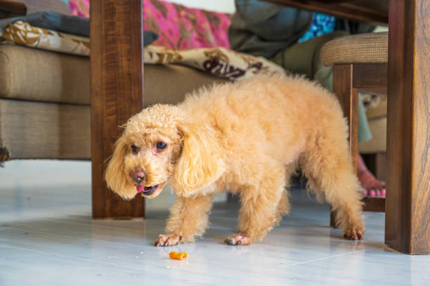 istock small cute toy poodle dog 1478251257