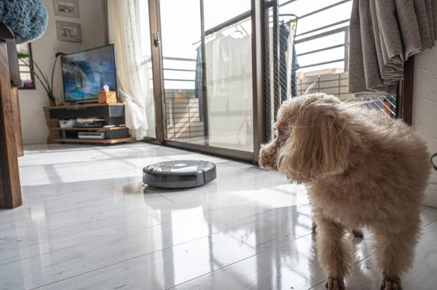 istock small cute toy poodle dog 1478251283