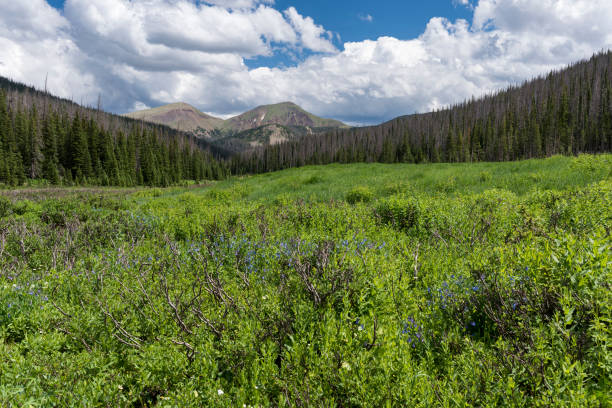 istock South View from Cameron Pass, Colorado. 1478252508