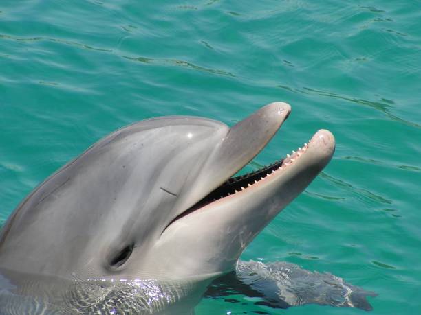 istock Dolphin in Red sea 1478254926