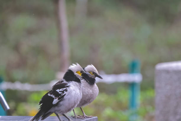 A close up of Black collared Starling