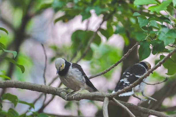 A close up of Black collared Starling
