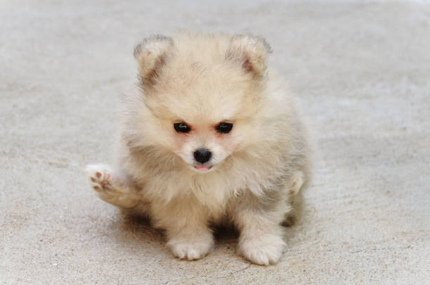 istock A cute German spitz puppy raising its hind paw while sitting 1478255225