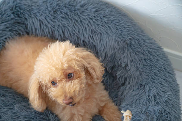 istock cute small toy poodle dog 1478255478