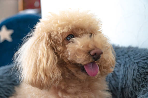 istock cute small toy poodle dog 1478255479