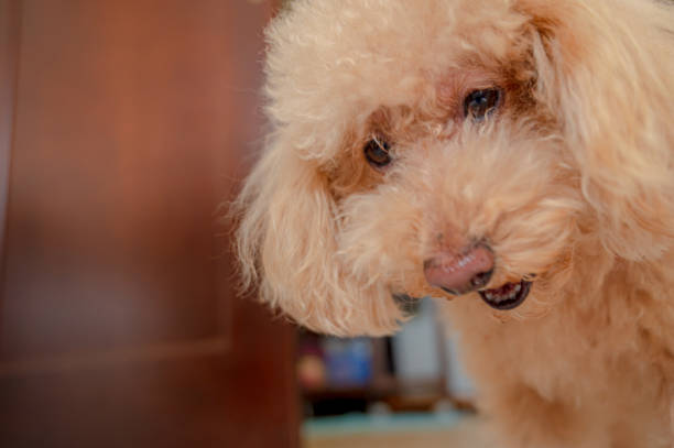 istock cute small toy poodle dog 1478255637