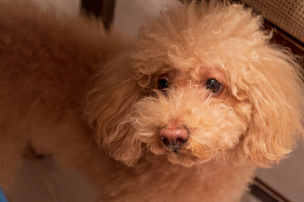 istock cute small toy poodle dog 1478255834