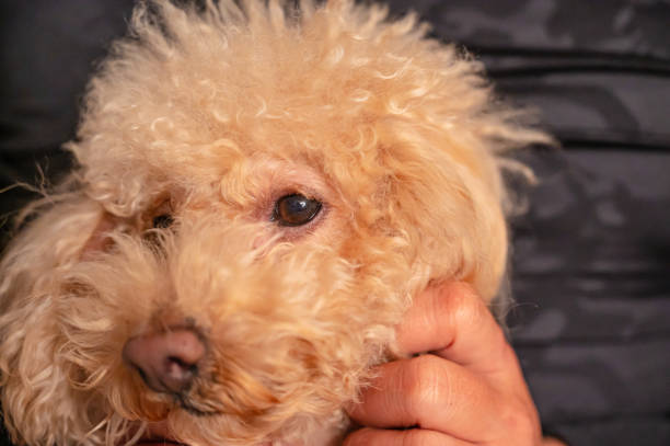 istock cute small toy poodle dog 1478255948