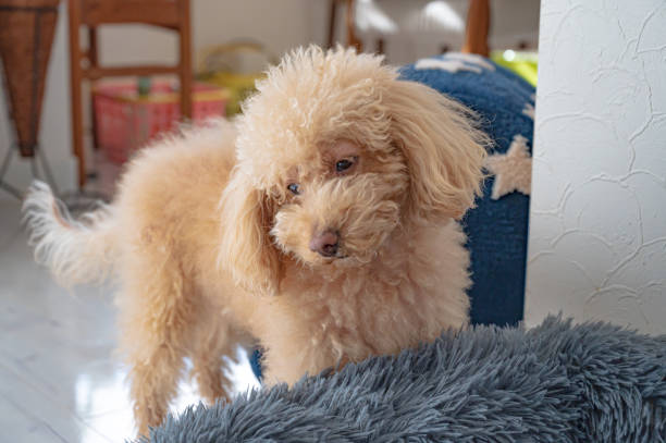 istock cute small toy poodle dog 1478256735