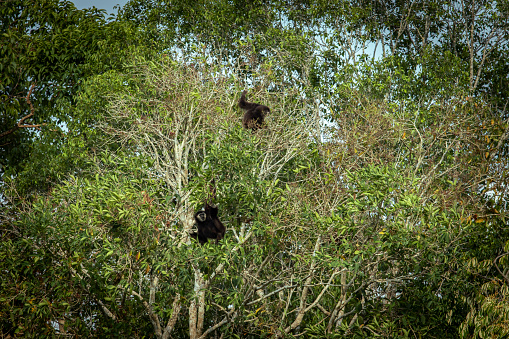 couples of white hand gibbon in khaoyai national park thailand