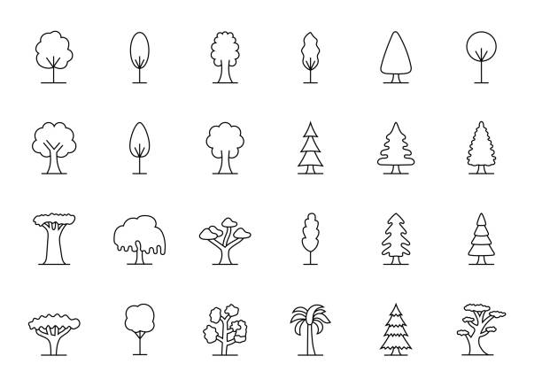 Tree Species Line Icons Tree Types Editable Stroke Line Icons hawthorn maple stock illustrations