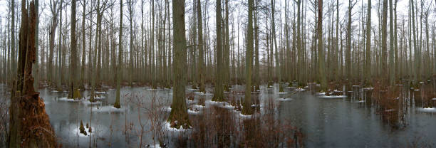 panorama des herron pond im süden von illinois - shawnee national forest stock-fotos und bilder