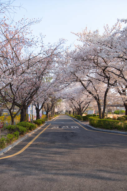 istock Cherry & Spring Blossoms in Seoul 1478268966