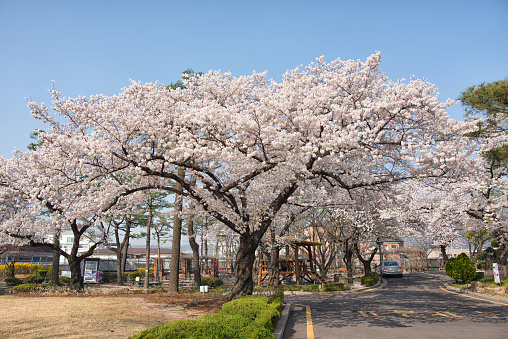 Beautiful Sakura tree blooming in the garden of Spring season in Japan.