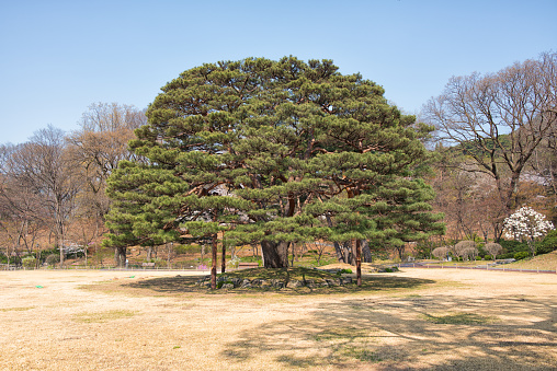 Branch of pine tree.