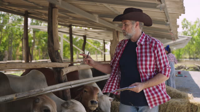 Caucasian senior farmer man cattle farming owner recording details of cows in livestock farm.