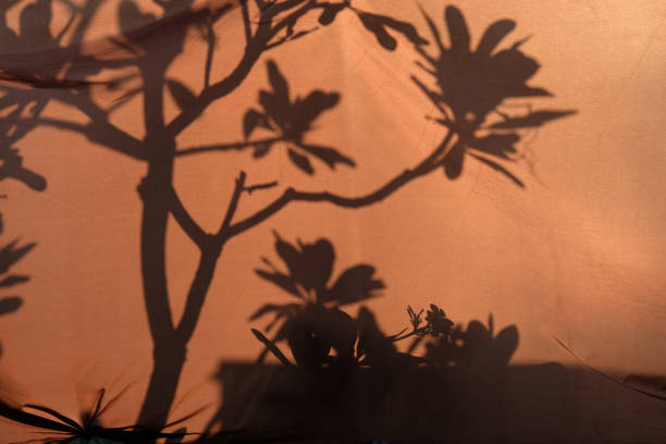 istock shadow of the tree in green park 1478279056