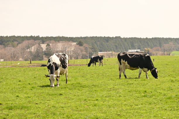istock A scene of cows esting grass on a pastuye. 1478284259