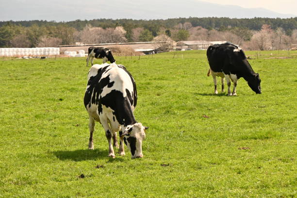 istock A scene of cows esting grass on a pastuye. 1478284262
