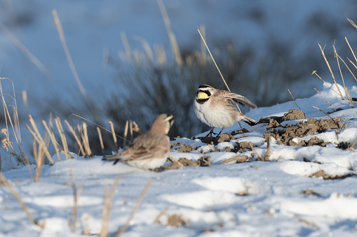 Horned larks (eremophila alpestris) standing on snow covered hill in Yellowstone National Park in northwest Wyoming of the USA.