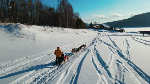 4k uhd drone aerial view of team of dogs runs along a snowy plain 
dog sled. Beautiful winter landscape, husky dogs in run along the snowy track.