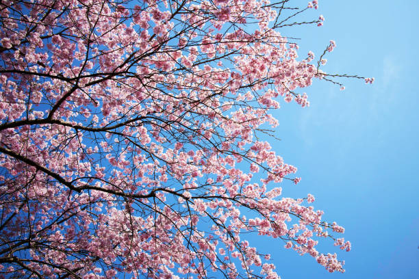 fiori di ciliegio in piena fioritura guardando verso l'alto parte 3 - oriental cherry tree foto e immagini stock