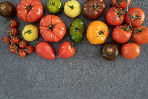 Tomatoes in different shapes, sizes and colours flat lay still life on a dark tile background