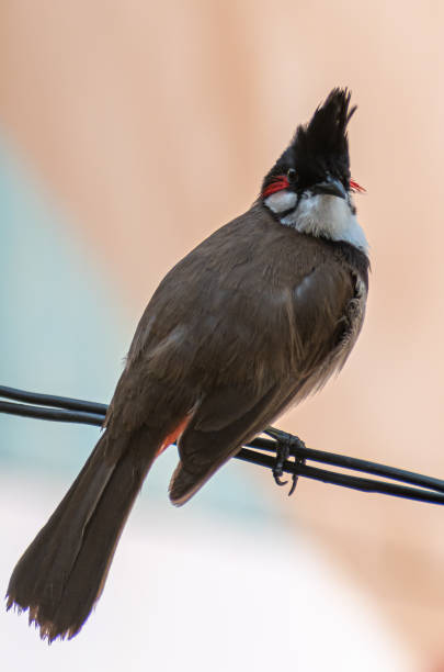 istock Red whiskered bulbul rested on a rope 1478296615