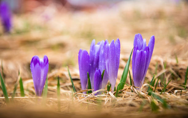 istock Beautiful crocuses and fresh blades of grass . Spring. 1478296980