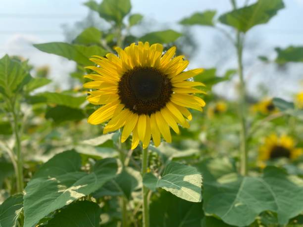 bellissimo girasole in campo - 5895 foto e immagini stock