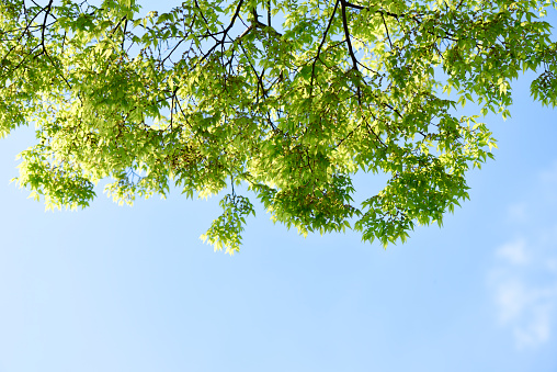 Low angle view of tree with fresh green leaves in springtime.