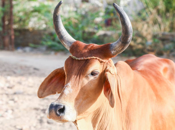 istock Face of Asian Cow 1478303837
