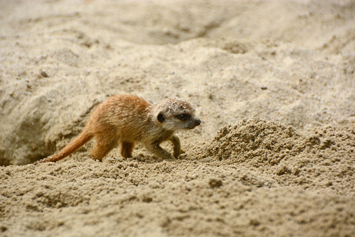 Young meerkat digging in the sand.