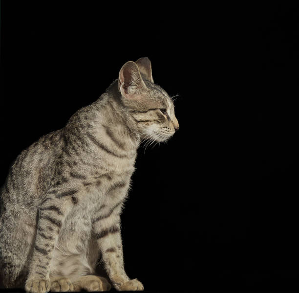 istock Indian Beautiful Domestic Cat Sitting on Black Background 1478304431