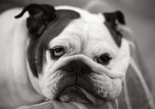 This English Bulldog doesn't show too much love for life. Sad and tired, she is!