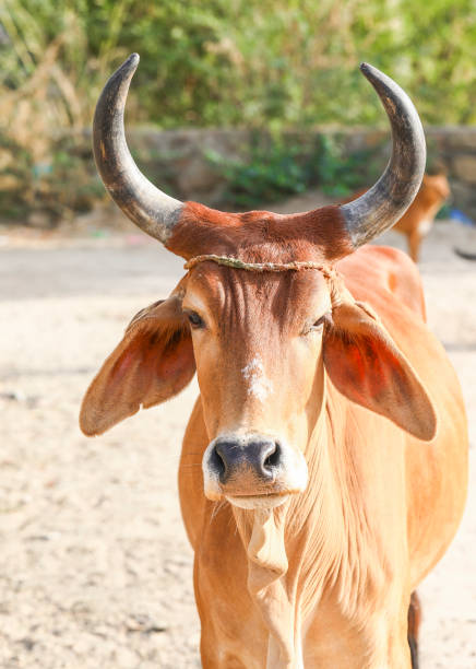 istock Face of Asian Cow 1478304643