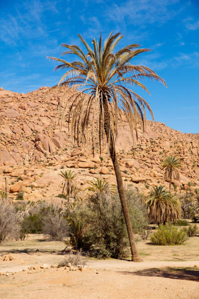 istock Palm tree and mountain in Morocco- tafraoute 1478306007
