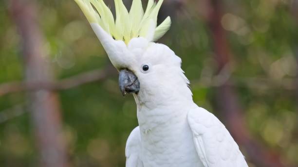 istock The sulphur-crested cockatoo (Cacatua galerita) 1478308171