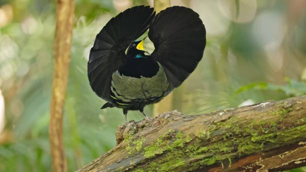 istock The paradise riflebird (Ptiloris paradisea) 1478308175