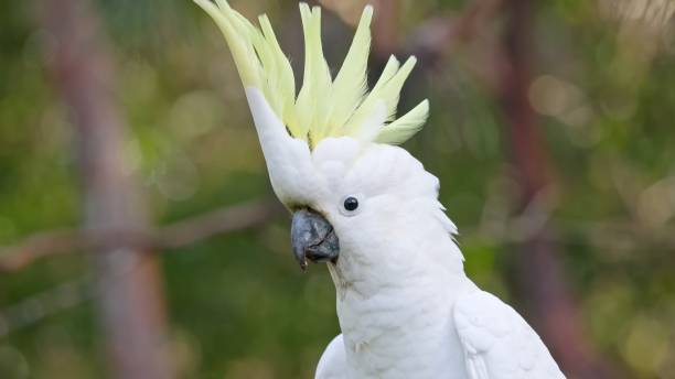 istock The sulphur-crested cockatoo (Cacatua galerita) 1478308177