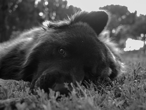 Young Shepard dog muzzle lying on grass