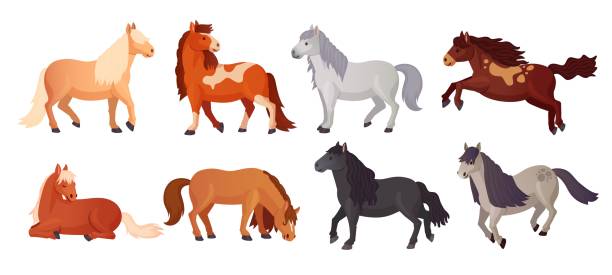 Ponies breeding. Cartoon cute pony shetland breed, farm beautiful little horses with child tails, kid horse lying poni animal character, isolated ingenious vector illustration Ponies breeding. Cartoon cute pony shetland breed, farm beautiful little horses with child tails, kid horse lying poni animal, isolated ingenious vector illustration of horse-breeding and shetland pony stock illustrations