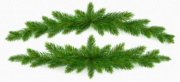 Vector illustration of Pine tree branch christmas garland. green fir twig