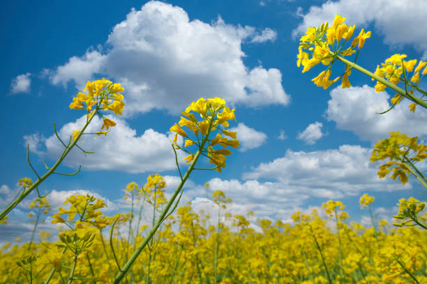 istock Close up of blooming rapeseed flowers 1478309987