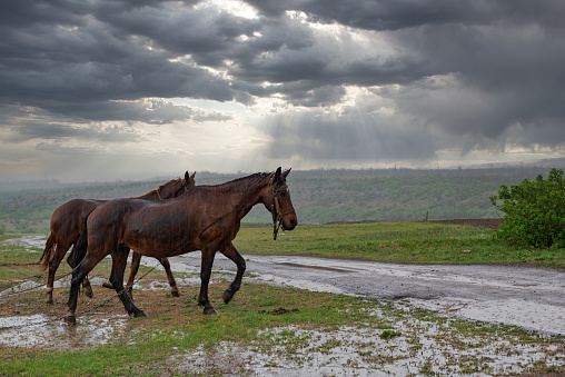 Horses walking in the rain. Two brown horses on the dirt countryside road.