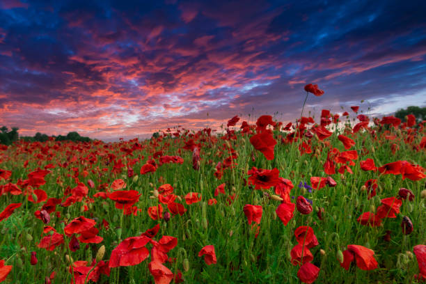 Colorful poppy field with dramatic sunset sky