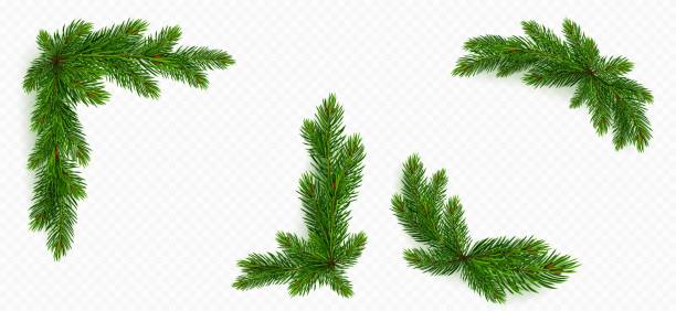 Pine tree branch border. green fir twigs frame Pine tree branch border realistic vector illustration. Fir twigs with green needles, corner frame isolated on transparent background. Winter holiday evergreen decoration, spruce or cedar elements pine garland stock illustrations