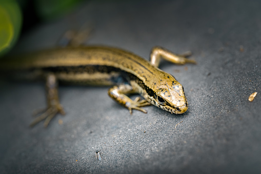 Lizards preying on prey