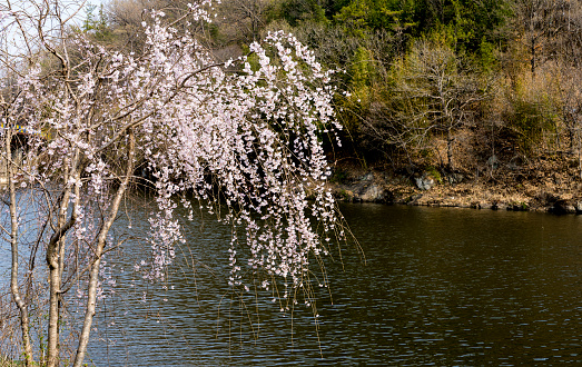 White cherry blossoms blooming white along the river (March 28, 2023, Yeongbyeokjeong, Hwasun-gun, Jeollanam-do, Korea)