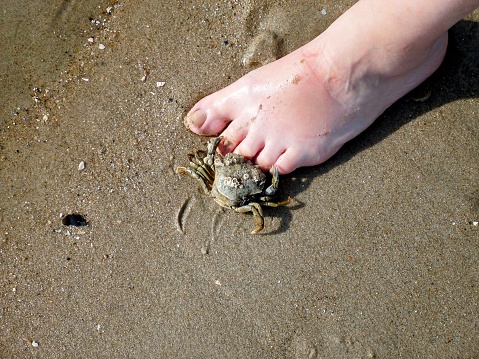 .foot sand and crab